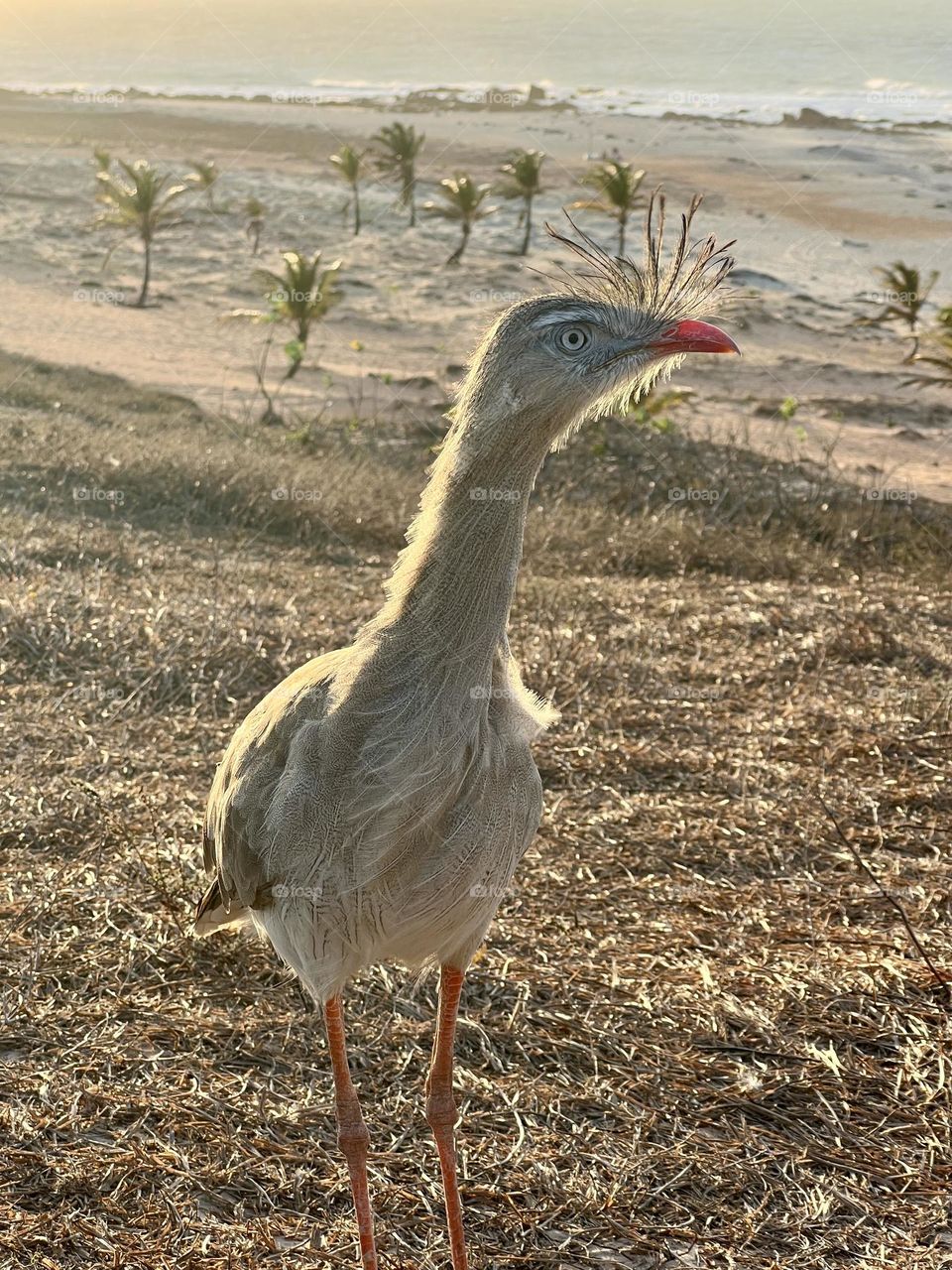 Close up bird against beach 