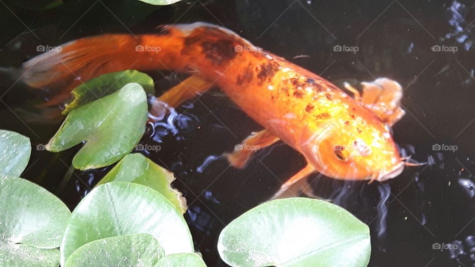 koi fish in a pond, Sardinia, Italy