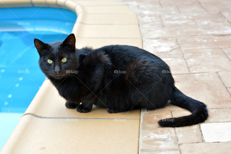 Black cat sitting beside the swimming pool