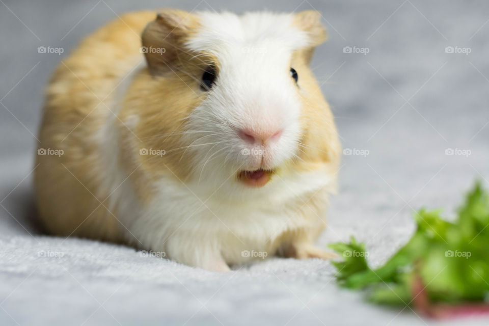 Guinea Pig Cute Face