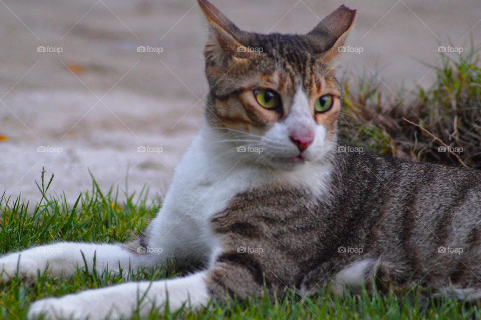 cat picture taken by:DSLR camera nacon 300mm D3200