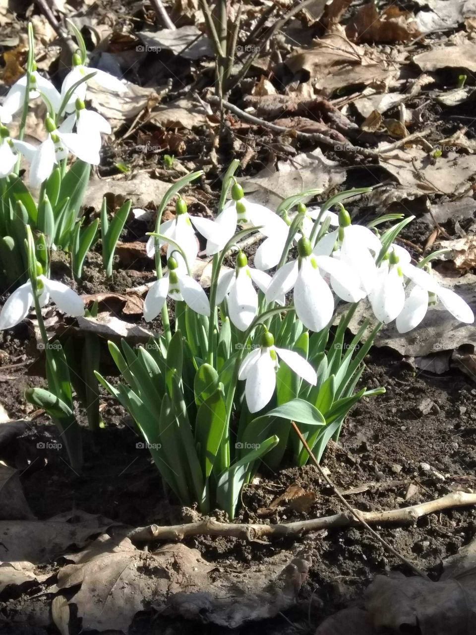 Snowdrop flowers