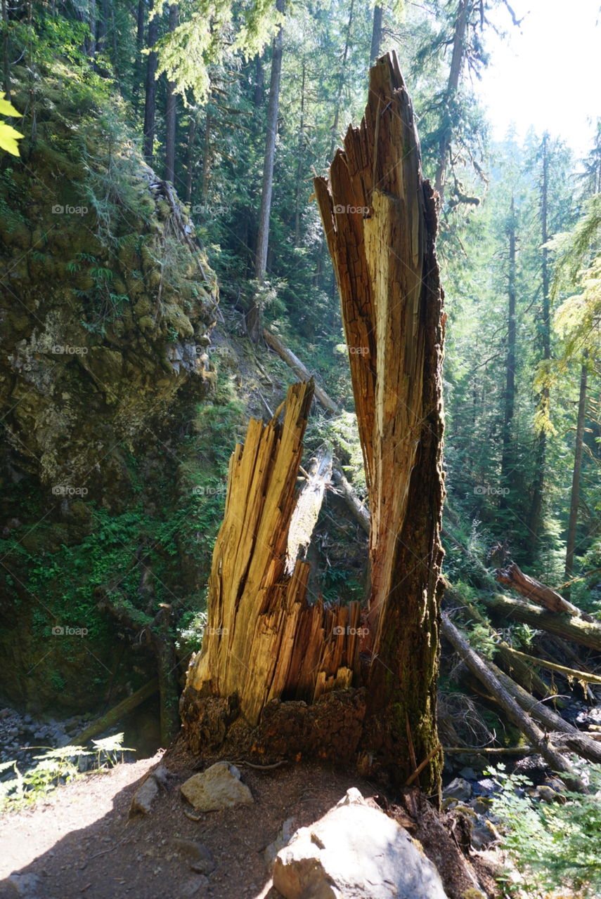 Broken tree. Tree found while hiking