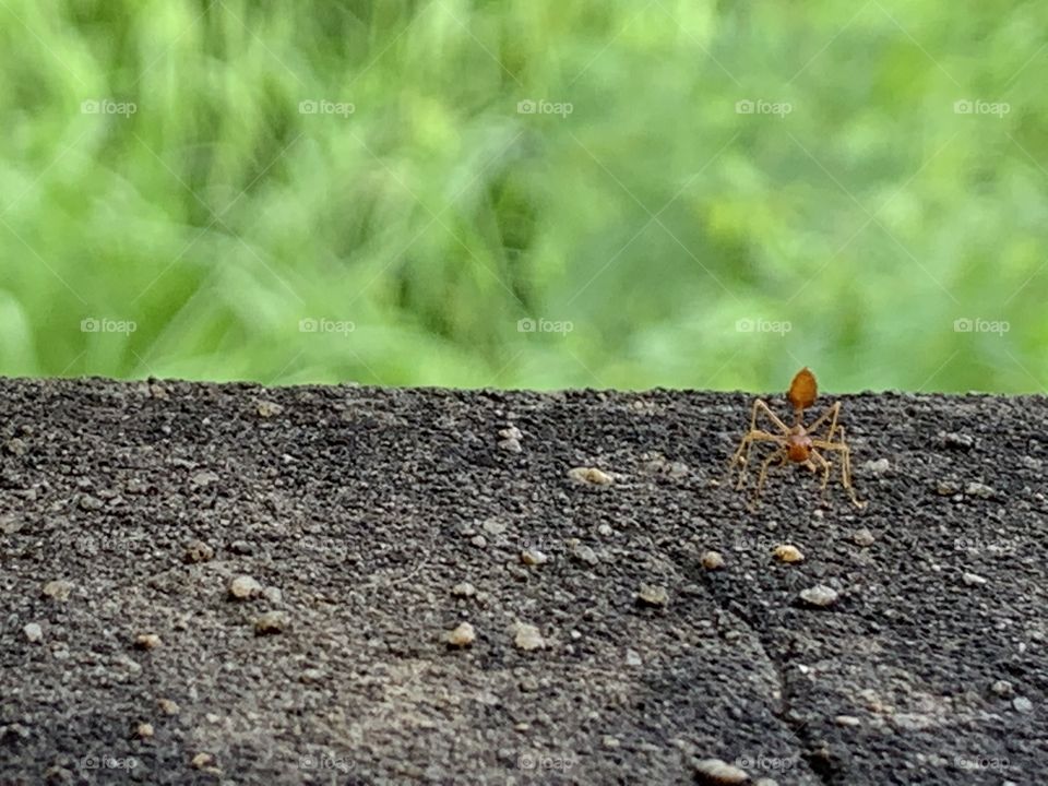 Ant travel.