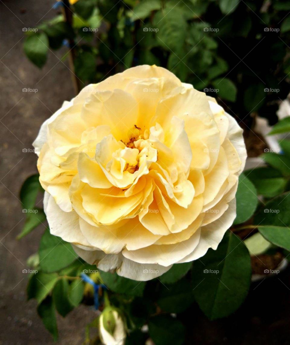 English Cream Rose, So cute.