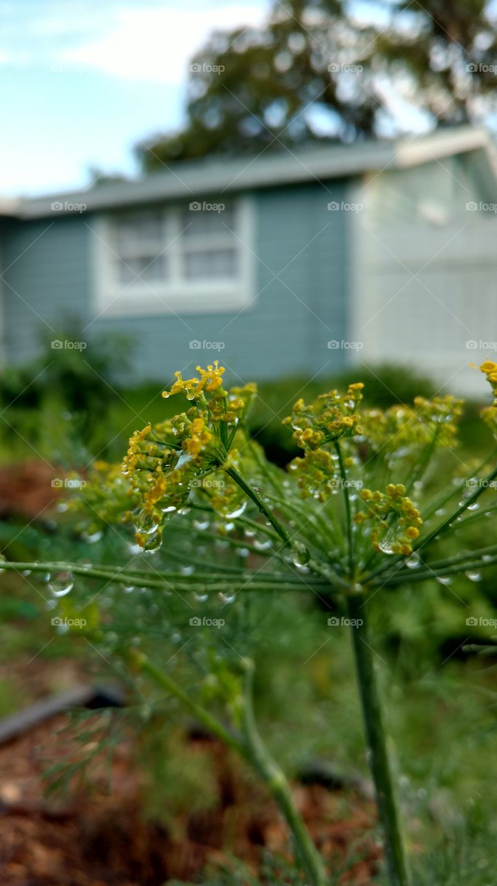 yellow dill weed blossom covered in water drops. blue house and white fence in background