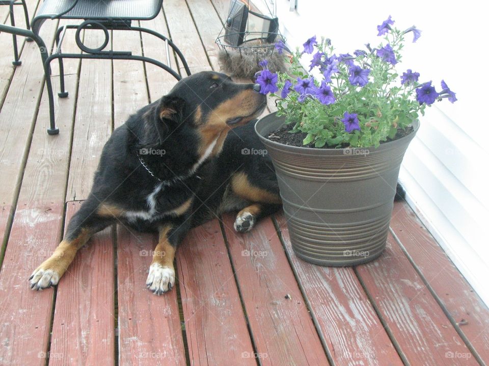 Bear, Rottweiler and Bernese mix, stop and smell the flowers.  Dog smelling flowers 