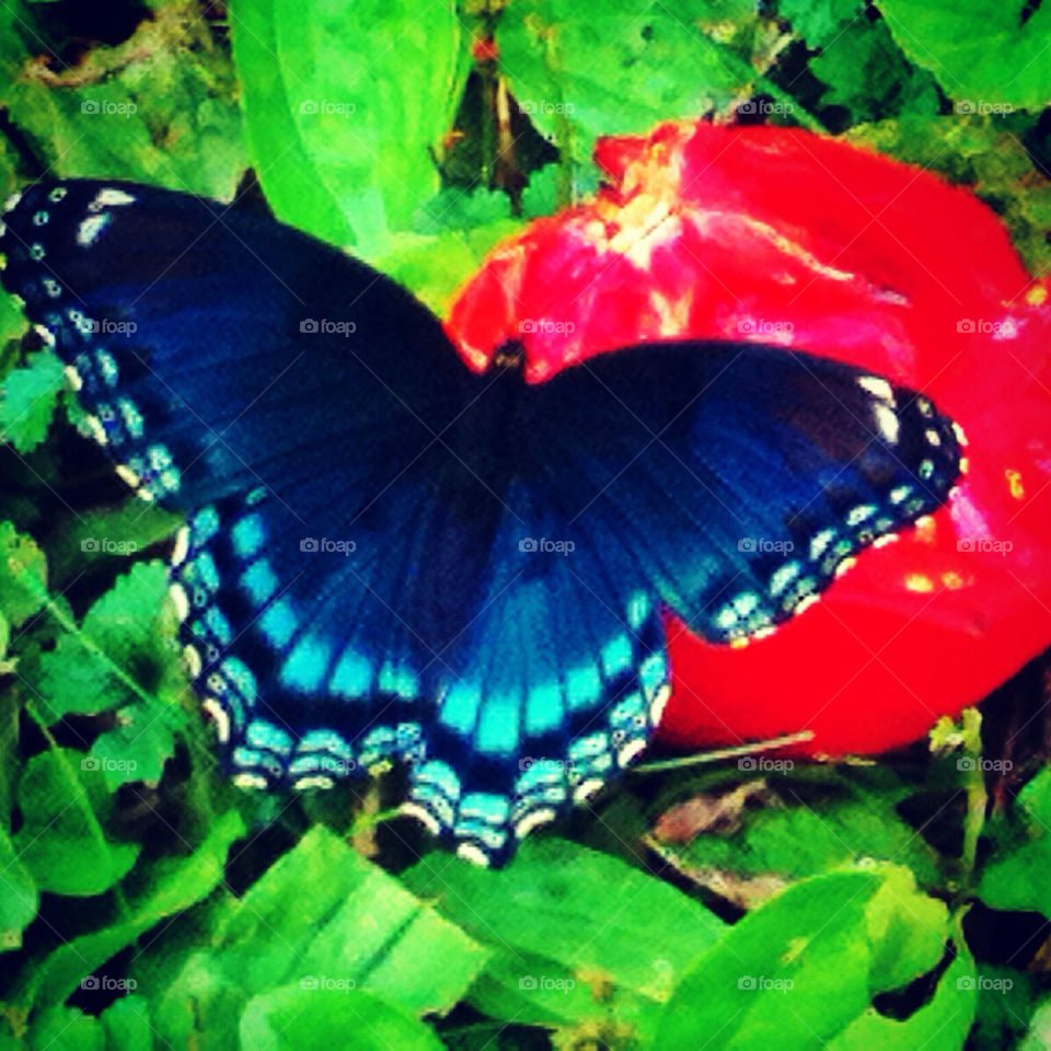 Butterfly eating a tomato