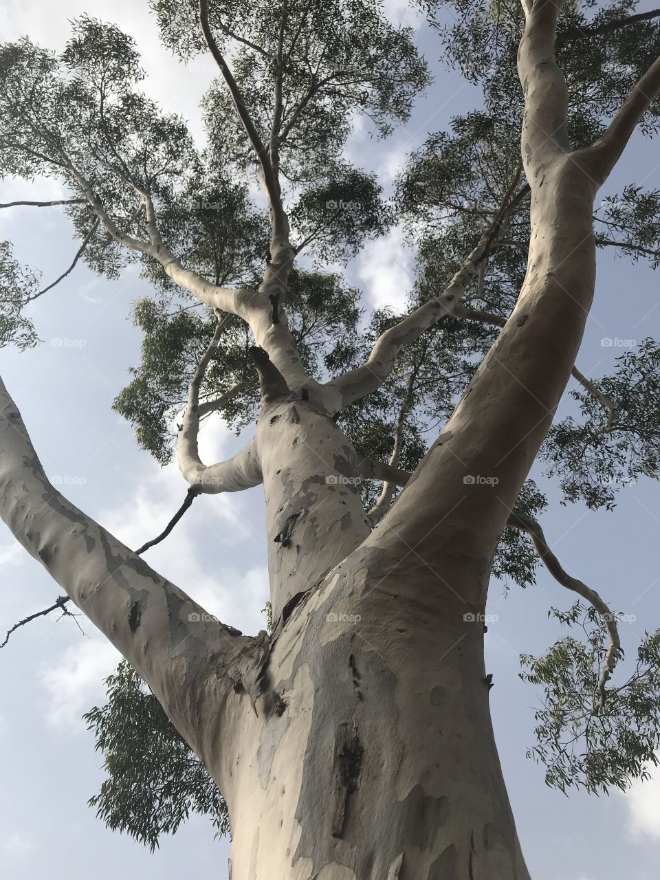 Beautiful tree in my forest.