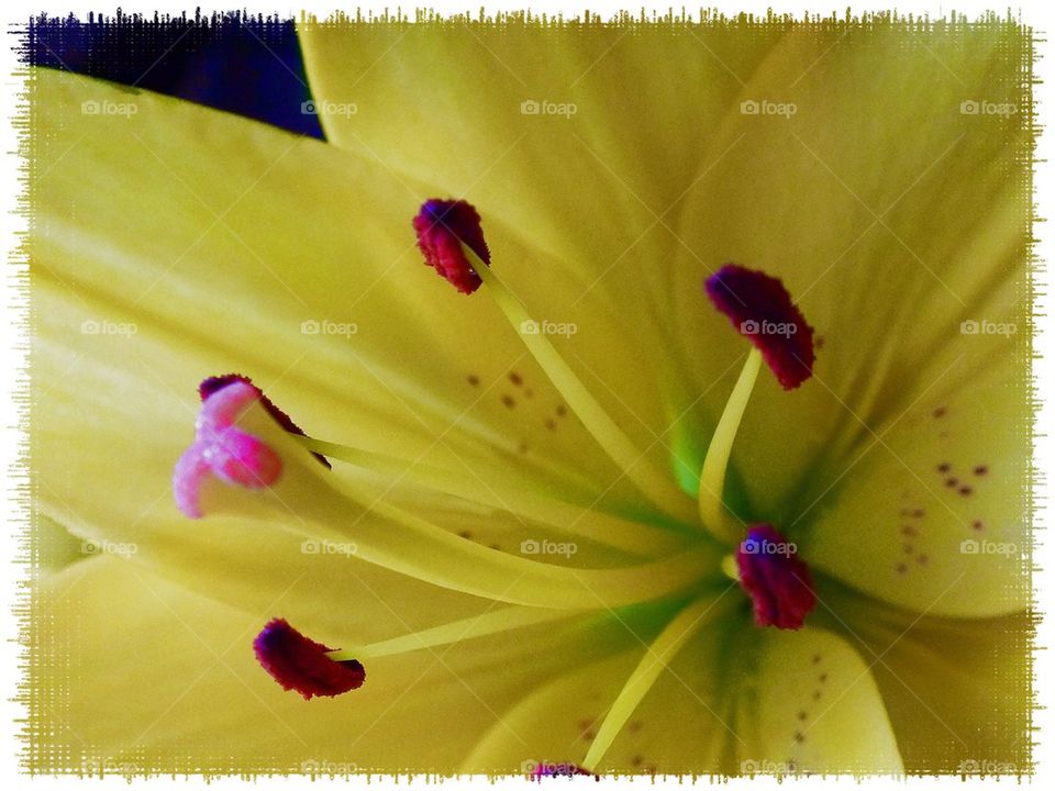 Yellow lily