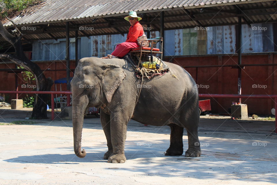 Riding elephant (Chang) at Pattaya Thailand- January 2016