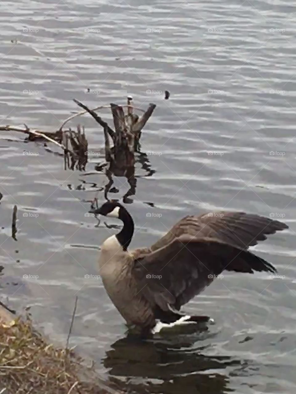 Goose drying wings