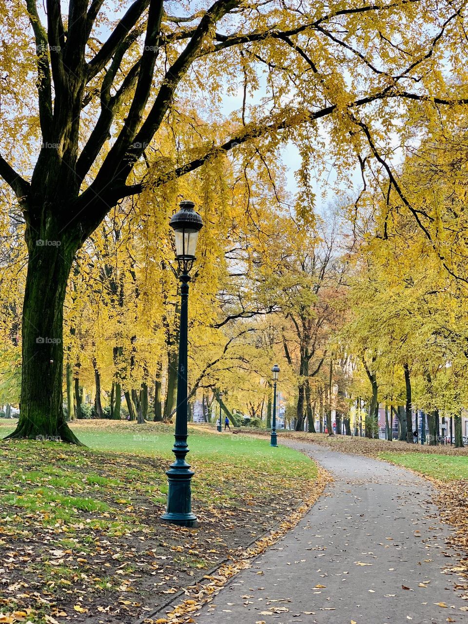 Fall at the park