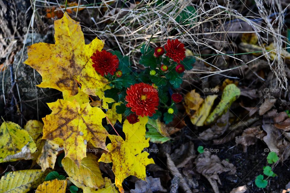 Leaves and red flowers