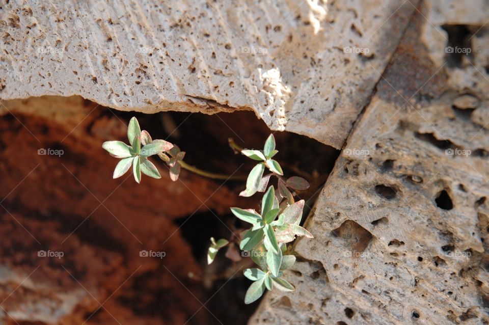 These little flowers growing out of the crevice in the rock speaks to me of hope, courage, and determination 