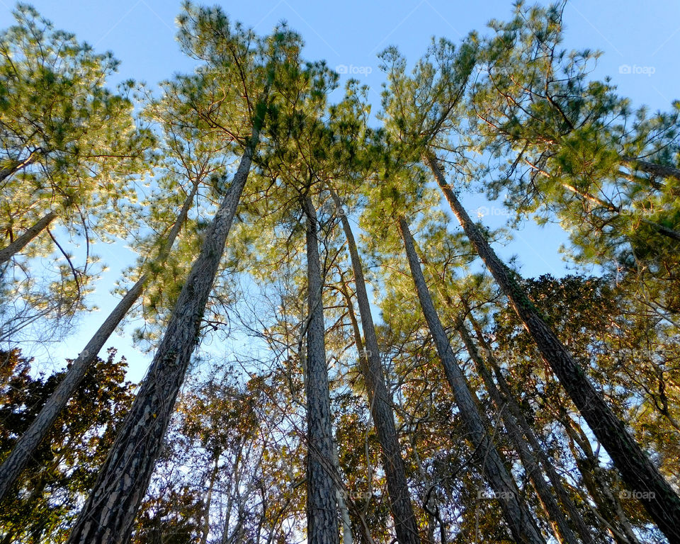 A Forest in every season! The forest's smell was fresh and organic! You could hear rustling as the wildlife scattered as the twigs were crunching under my feet. The trees were the towers of the forest. There are forests for all four seasons which display their own individual characteristics!