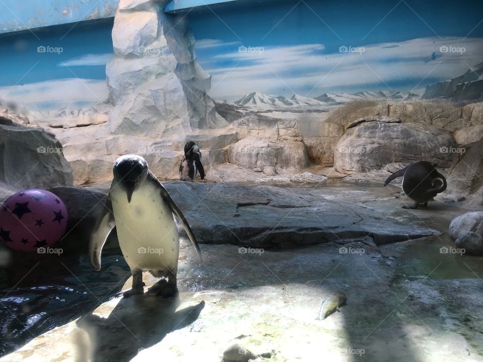 Penguin 