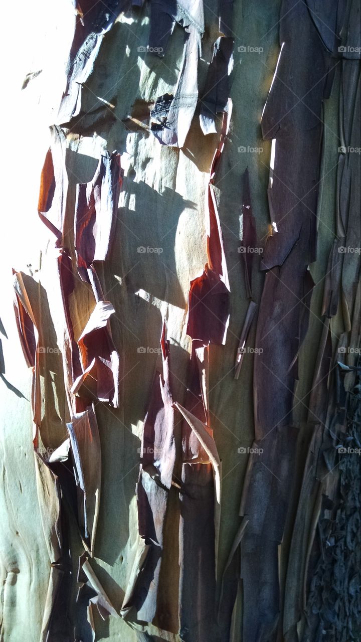 Madrone. A madrone tree in Ashland, Oregon.