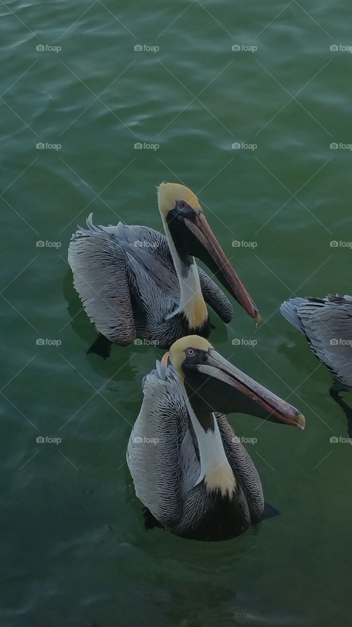 Pelicans if Florida Keys