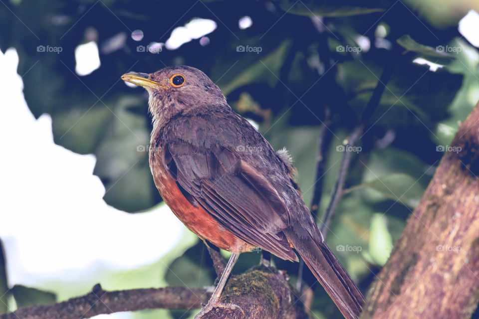 Pássaro colorido/Colorful bird.