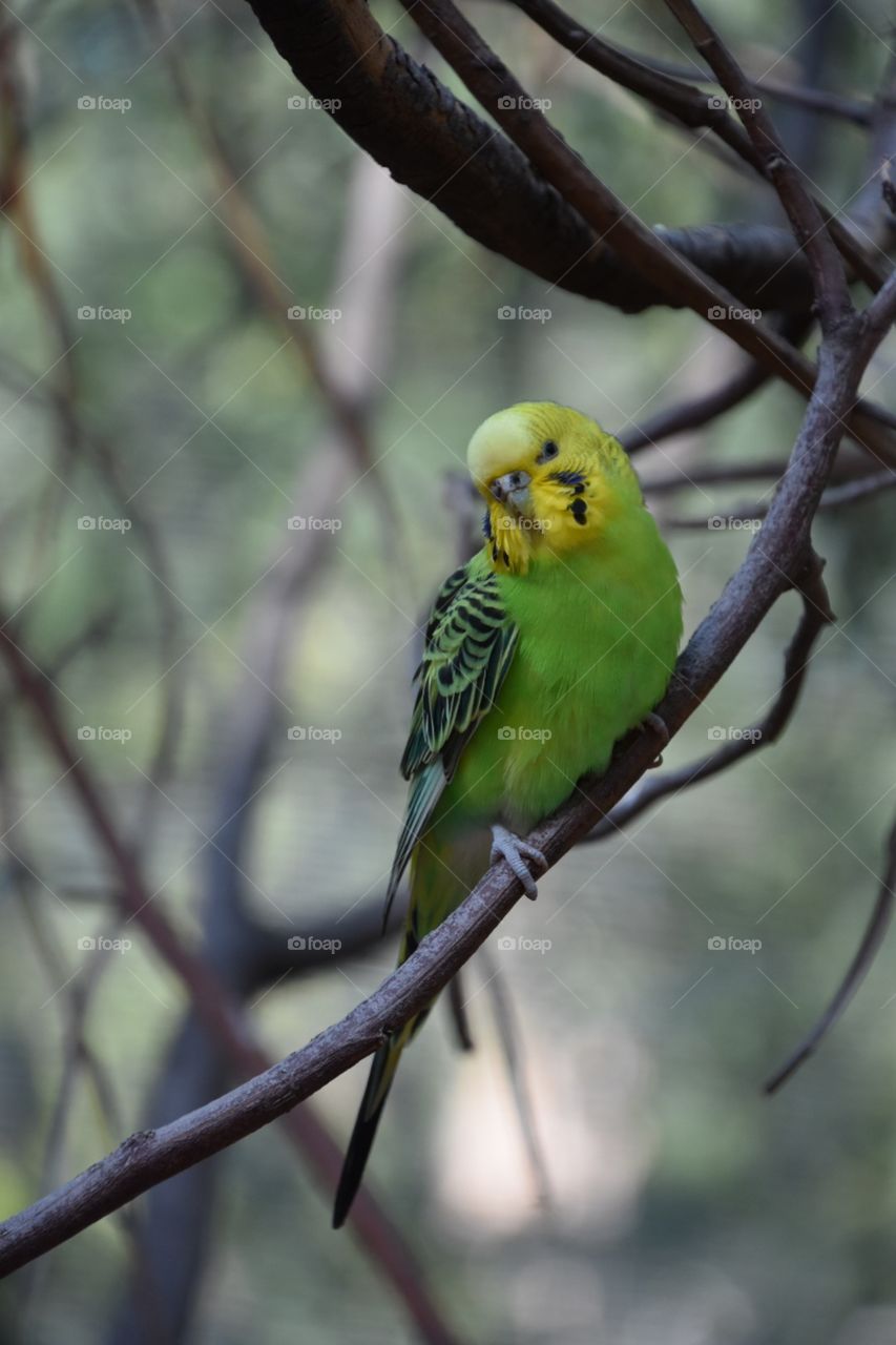 As many of my pictures show, I love taking pictures of nature. I saw this little parakeet while out in a safari, at an aviary, in Puebla, México. It’s bright colors captured my eye instantly, how can such a small creature hold so many beauty?