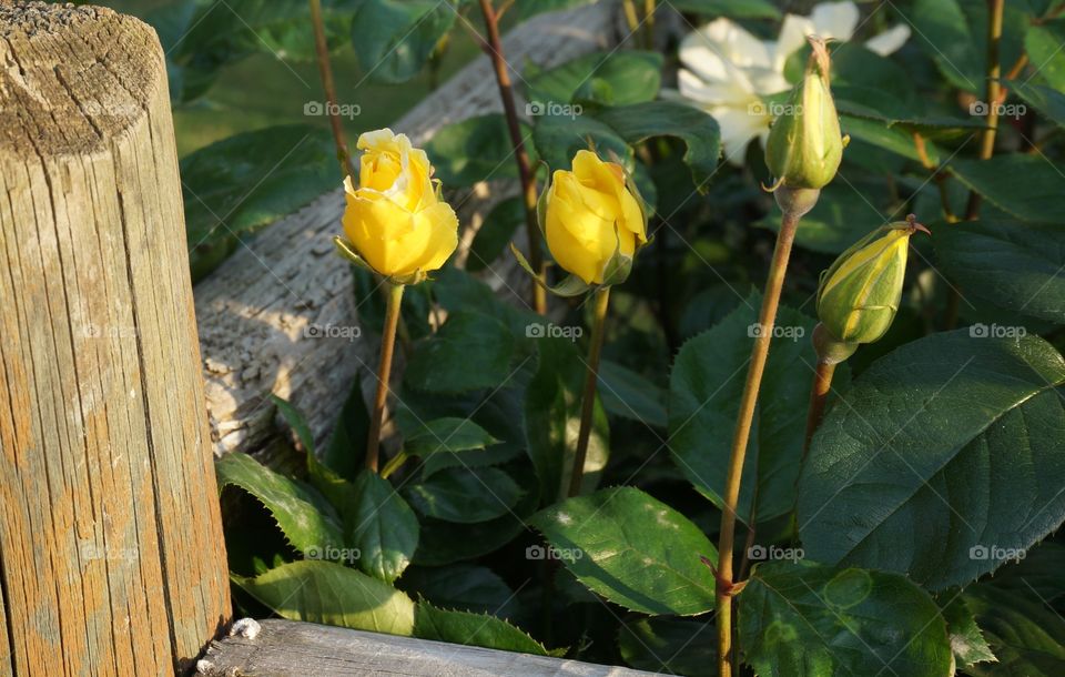 Yellow rosebuds by wood fence rail.