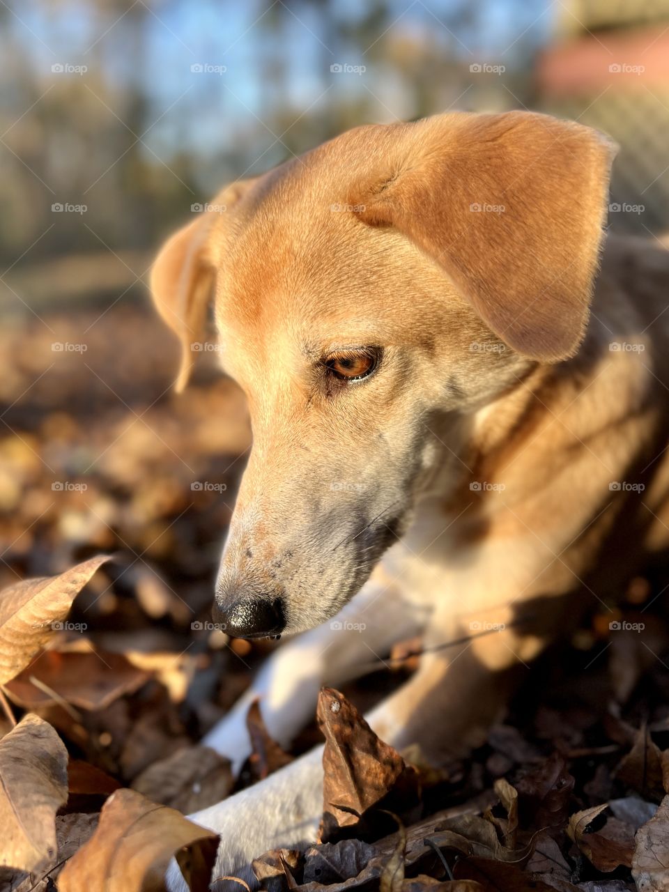 Closeup of pet hound dog in fallen leaves looking away