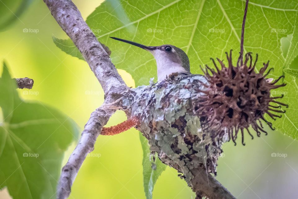 A mother ruby-throated hummingbird tends to her eggs in mid spring. 