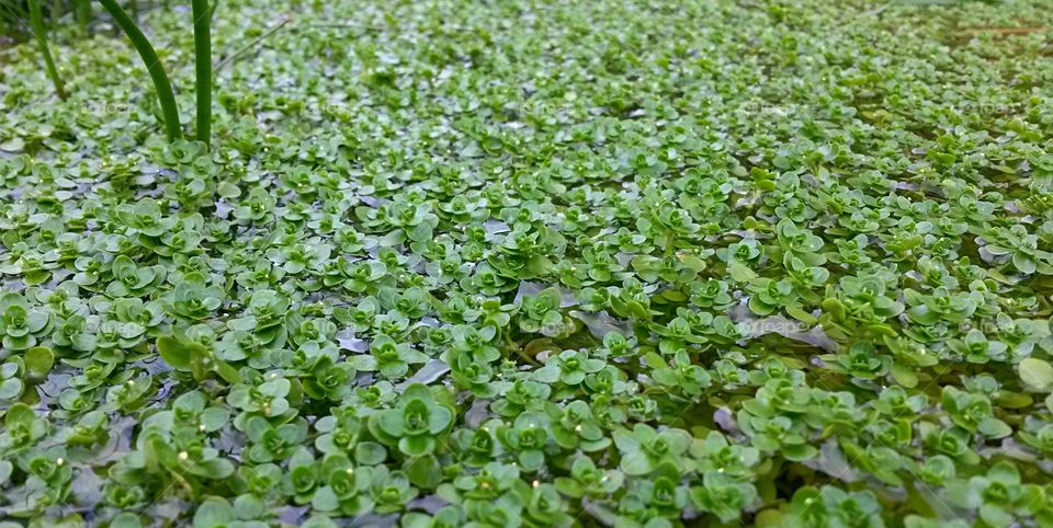 particular of green water plantd in a pond