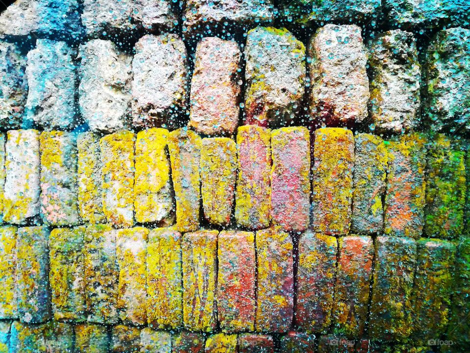 Monsoon spells beauty in old brick wall
