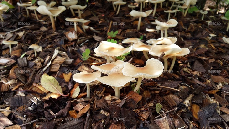 Mushroom Forest 2. Near the Brevard Zoo