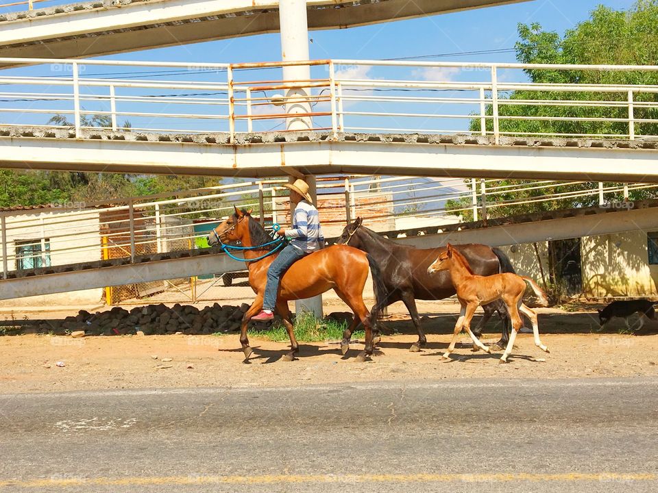 Horse, Fast, Race, Hurry, Track