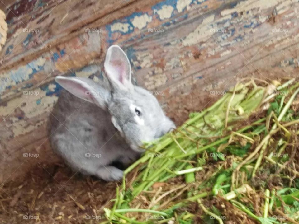 A rabit eats grasses