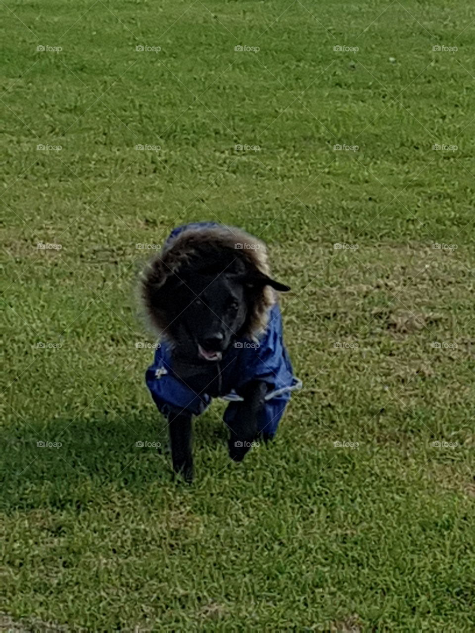 my dog in his new coat running