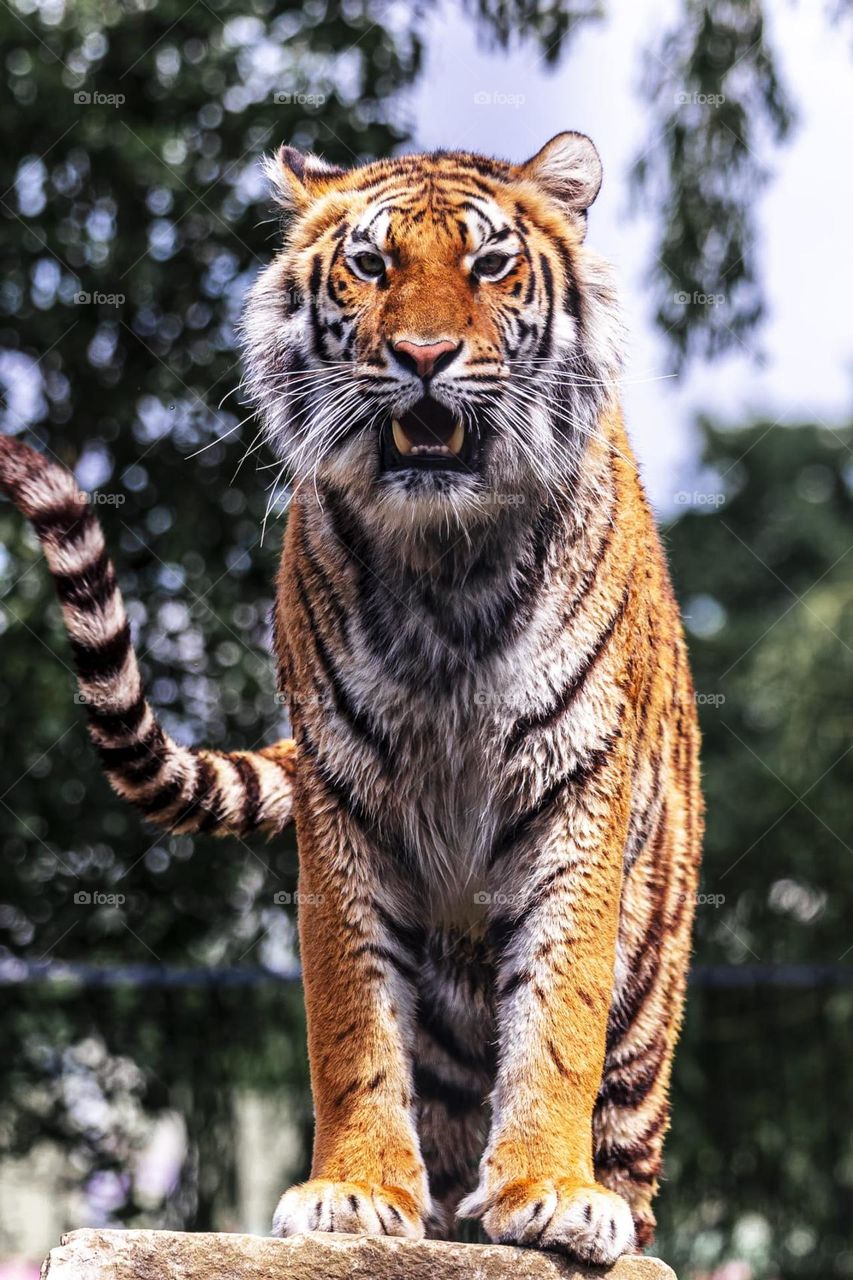 A portrait of a siberian tiger standing tall and mighty on a rock with its mouth open staring straight into the camera.