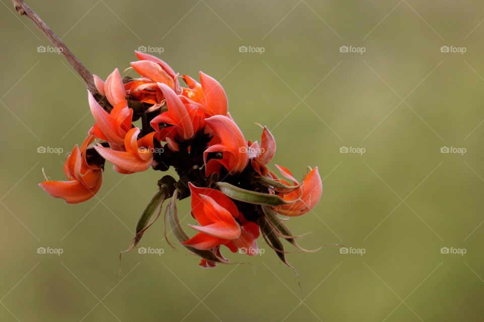 beautiful orange colour sacred flower with lite green blurred background