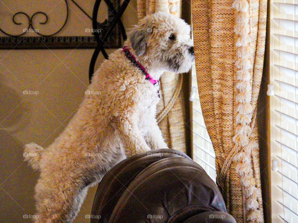 Waiting for her human to return home