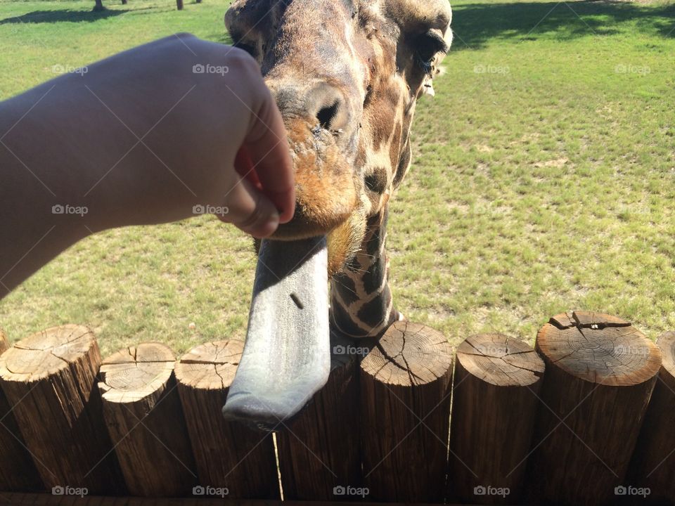 Feeding Giraffes 