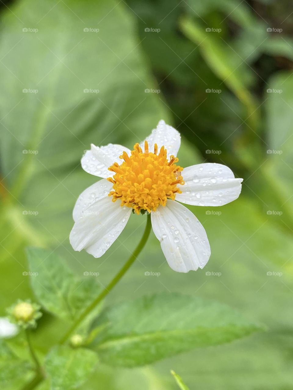 White flower with raindrops