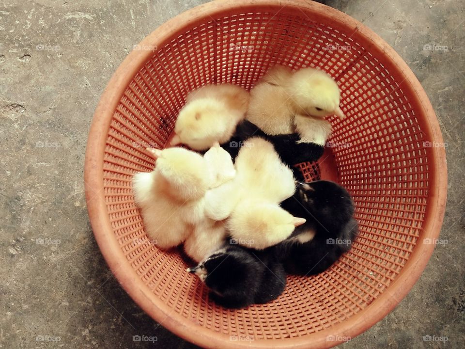 Chicks 5