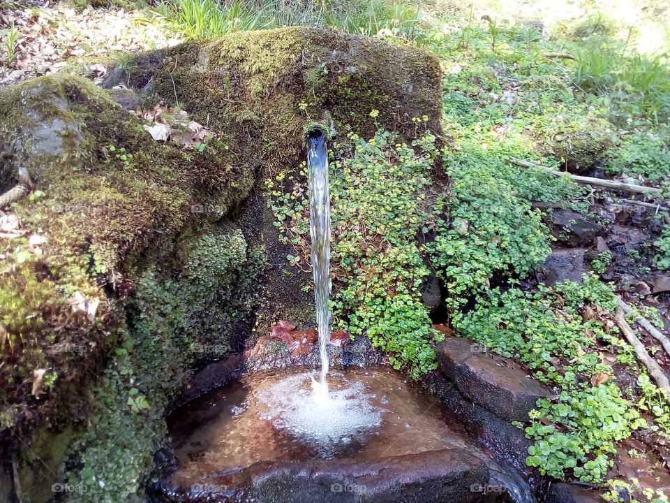 Spring water of the black forest