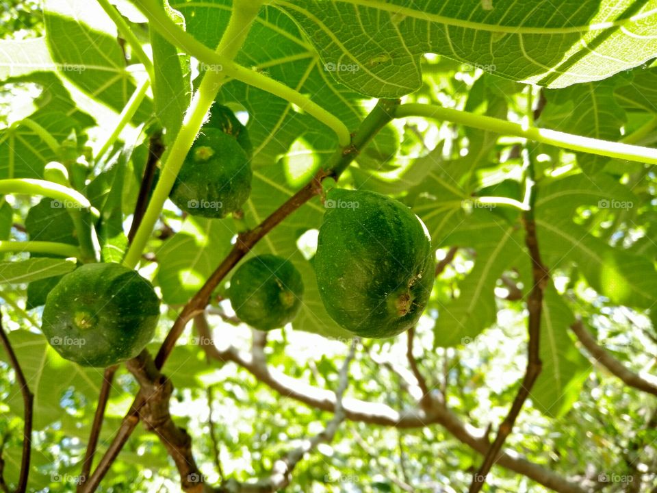 a group of rounded and green colored fig fruits ripening between a fig tree branches