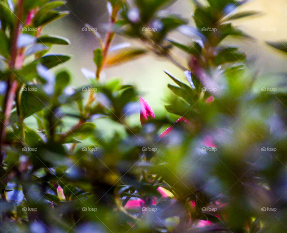 Azalea flower bud background focus