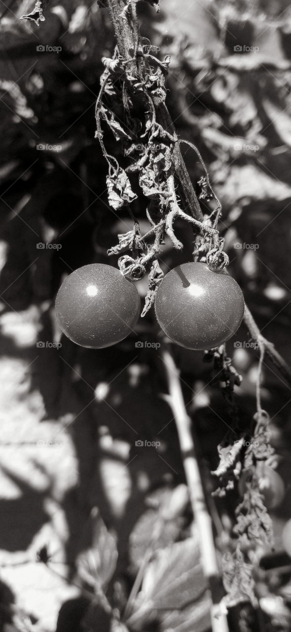 beleza e simplicidade