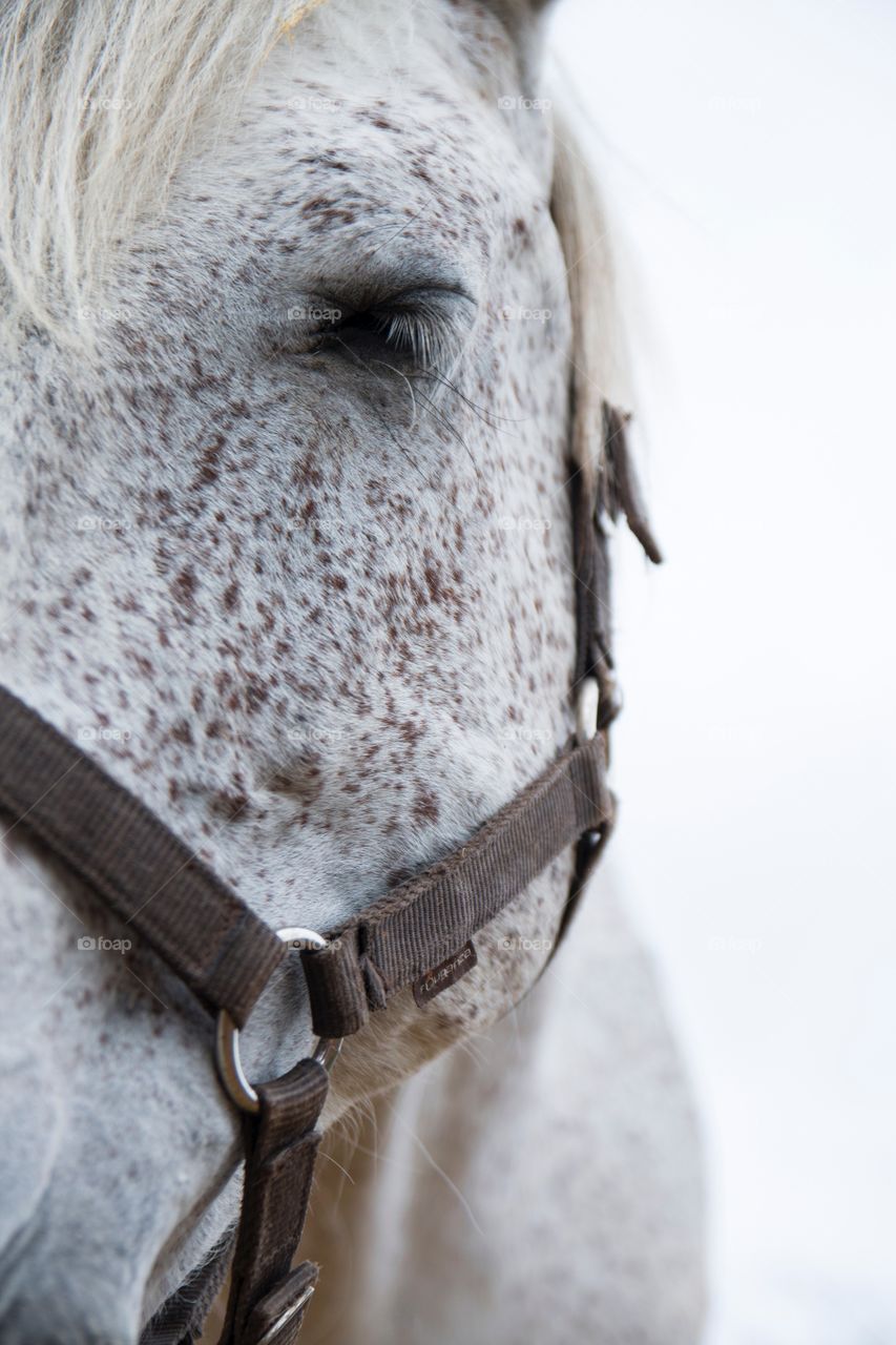 Horse portrait 