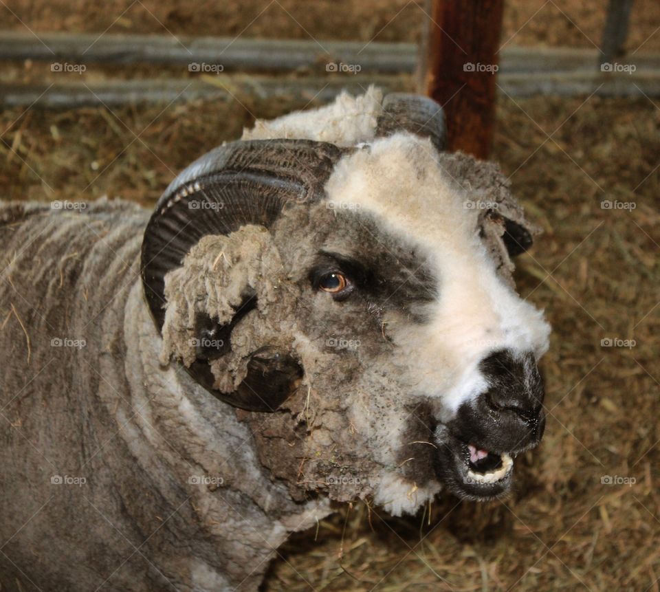 Open wide and say "bahh"