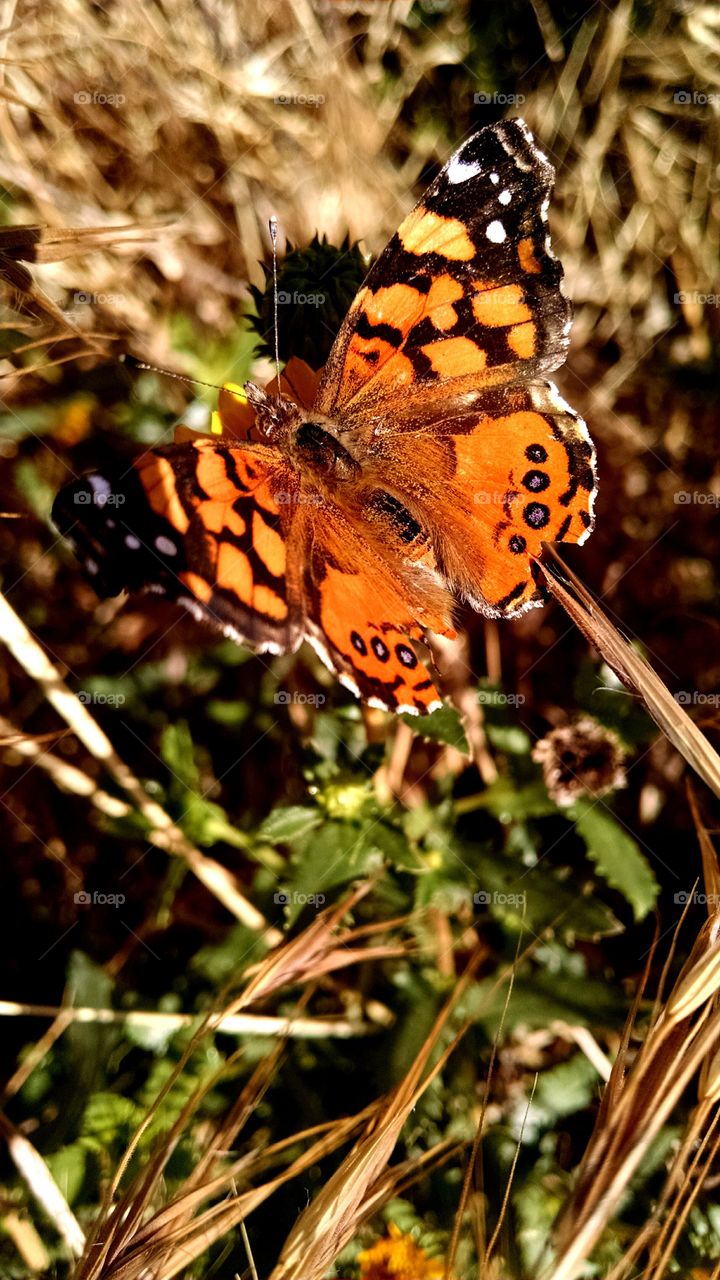 butterfly. beautiful butterfly