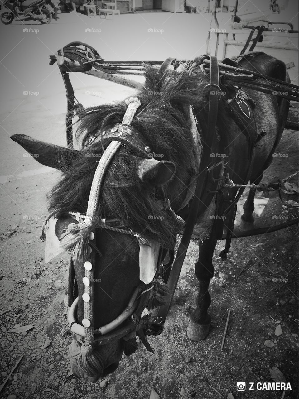 Horse for cab in Lombok