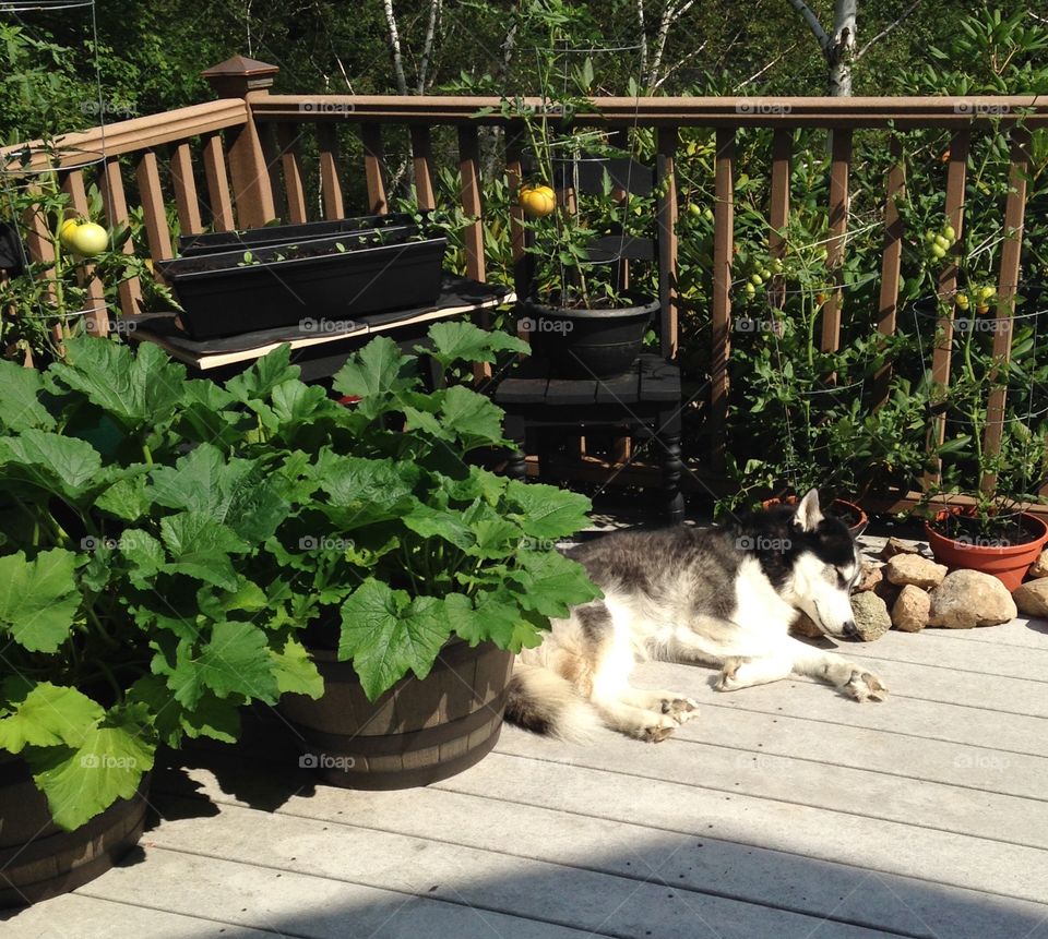 Sleeping on the job. 