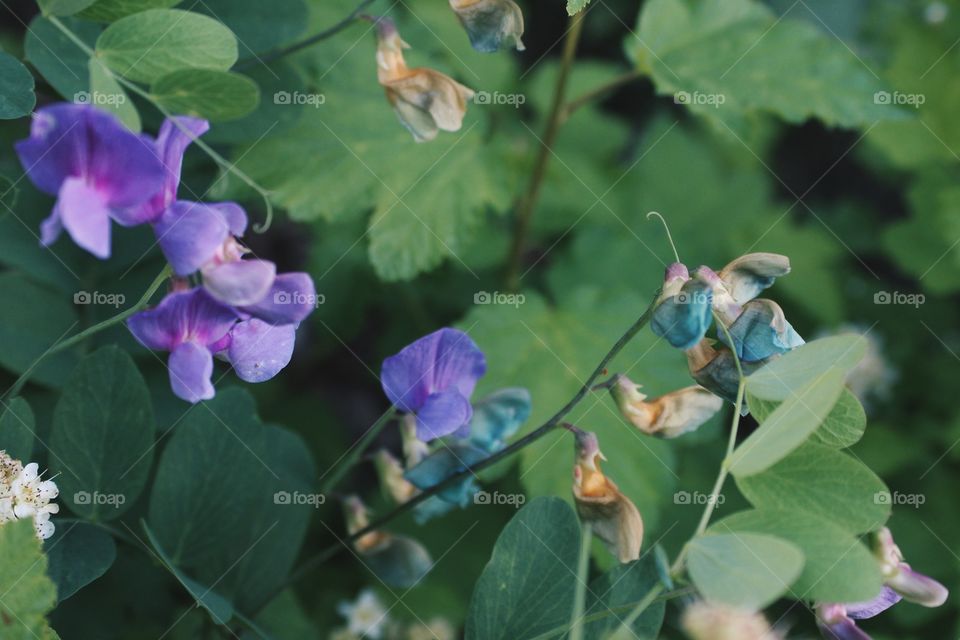 Sweet Peas 